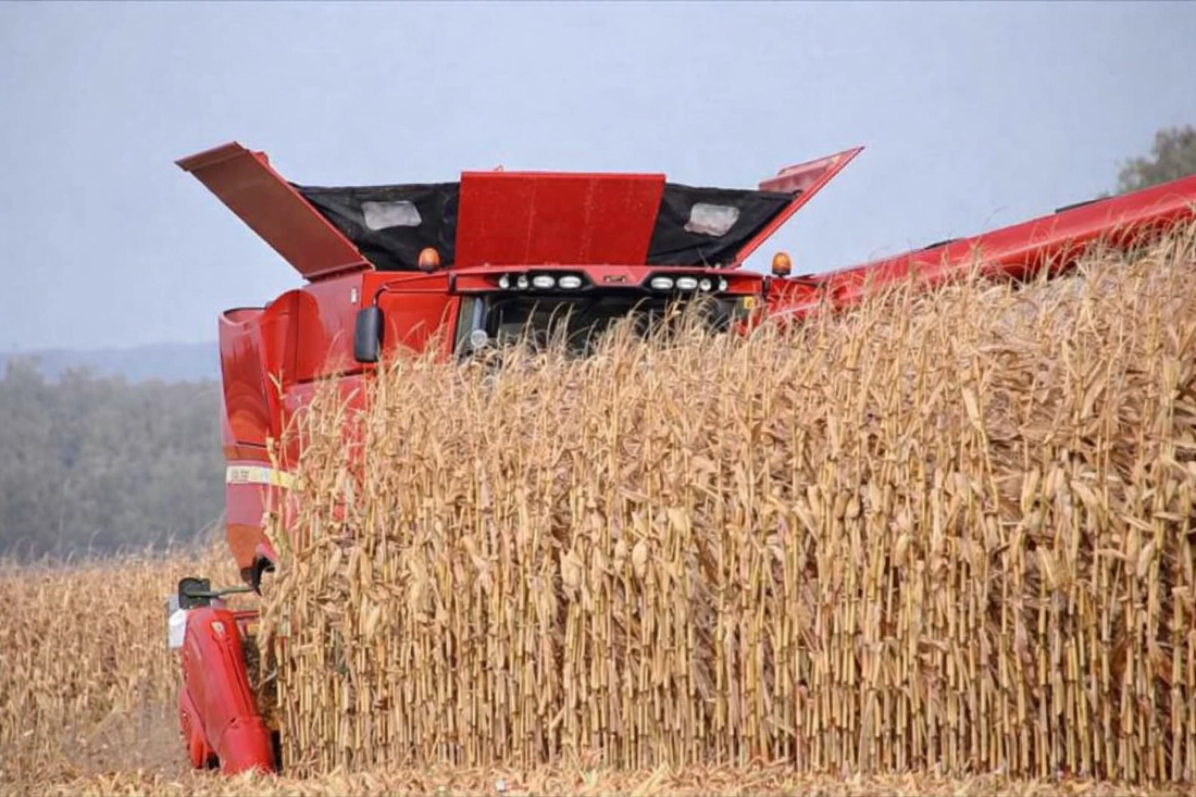 Corn combine harvester navigating tight rows using advanced steering hydraulics